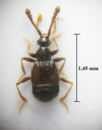 Réf. 248 354 : Tychomorphus tuberculatus